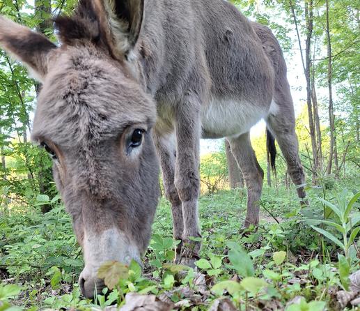 Grauer Esel im Wald, schaut den Betrachter an, Kopf ist gesenkt