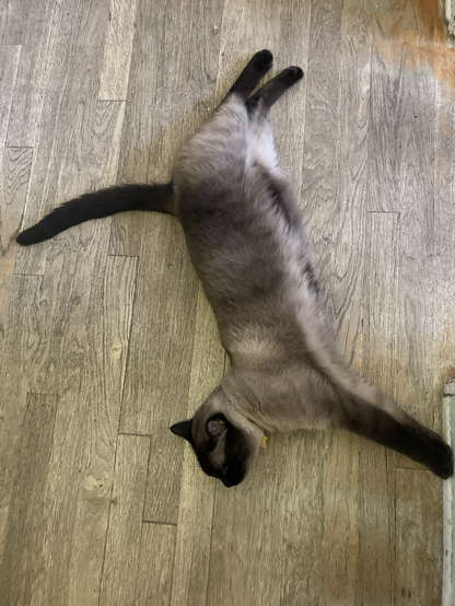 Siamese mixed cat stretched out on the floor cooling down