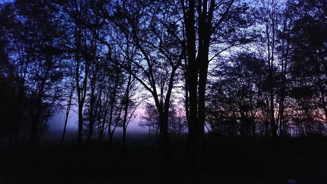Trees at the edge of a wetland meadow at dawn.