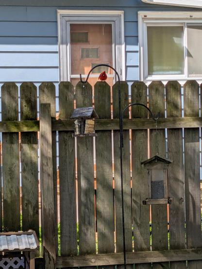 A bright red Cardinal standing on top of a fence looking at a bird feeder.