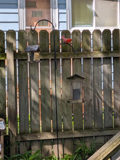 The cardinal takes a step closer to the feeder.
