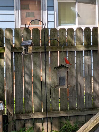 Even closer now, standing on top of the feeder but not quite to the seed yet.