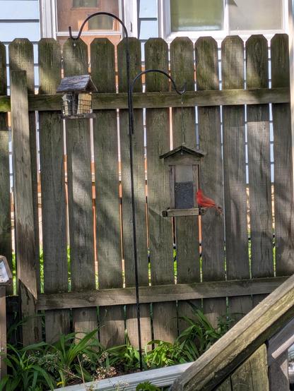 After much precaution the Cardinal enjoys some sun flower seeds.