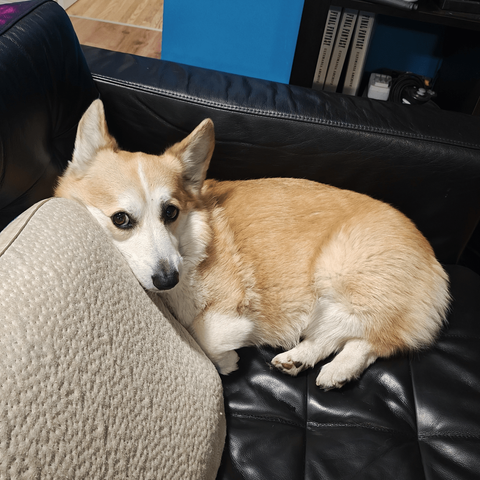 Floof on the couch curled up next to the pillow