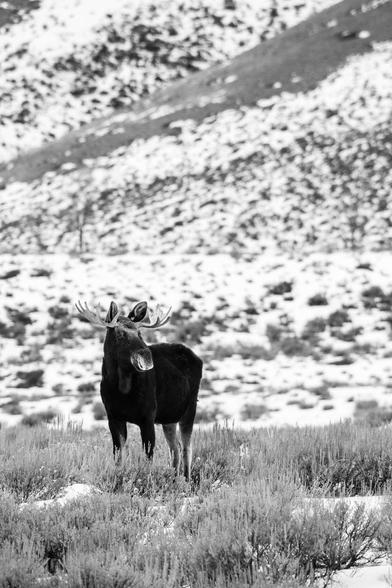 A bull moose standing on a sage flat in front of a snowy hill.