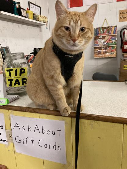 A very chubsy orange tabby wearing a kitty-harness sits on the edge of a counter staring into the camera. In the background, you can see a tip jar.