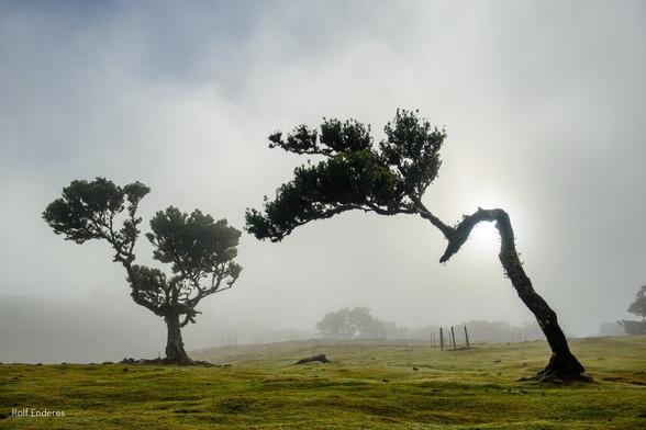 A misty landscape featuring two uniquely shaped trees, one with a distinctive bent trunk, set against a cloudy background. The scene conveys a serene, ethereal atmosphere.