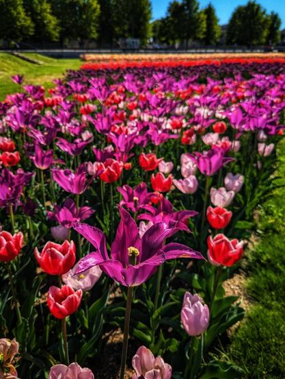 A vibrant field of tulips stretches into the distance under a bright, sunny sky. The tulips are arranged in rows, creating a striped effect with their varied colours, including deep pink, red, and purple. A single, large purple tulip is prominently featured in the foreground, with its petals fully open, displaying a yellow centre. Green grass surrounds the flowerbed, and a grassy verge leads to a line of trees in the background. The sky is clear blue, enhancing the vivid colours of the flowers.