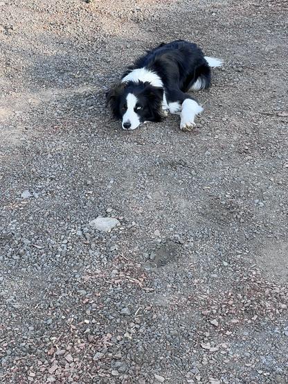 A collie lies waiting for me to catch up - a bored expression on his face