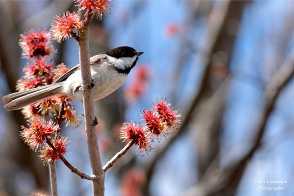 Mésange dans un arbre. Photographie par Cindy Cinnamon
