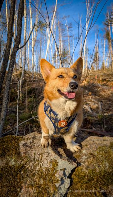 Moxxi the corgi is on a boulder in the forest. She's smiling and looking to the right. She's wearing a blue and white harness.