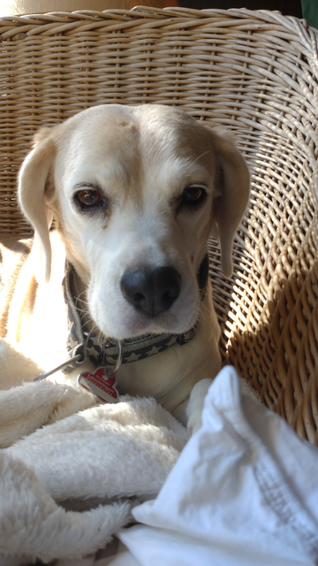 A light coloured beagle laying in a basket chair on a white blanket looking into the camera. The sun shines on her body.