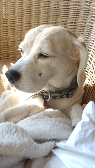 A light coloured beagle laying in a basket chair on a white blanket looking sidewards, eyes nearly closed to slits as if she looks into the sun. The sun shines on her body.
