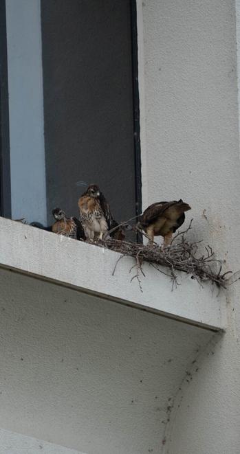3 baby hawks and an adult on a ledge, one of the babies is being fed