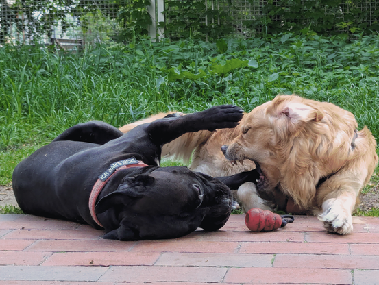 Two big dogs on the ground, in one another's arms, depicted while play fighting over a red chewy toy. The Golden shows sharp teeth and seems to threaten the boxer mix, who has wrapped his front legs around his best friend. Both lie on the ground, the foreground is red bricks of a pathway, the background green grass and a fence