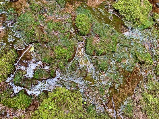 Thick damp moss covers an assortment of round rocks at the bottom of seasonal a creek bed. The water is dissipating as the weather dries up, but there is still a few centimeters of water shimmering between the rocks.