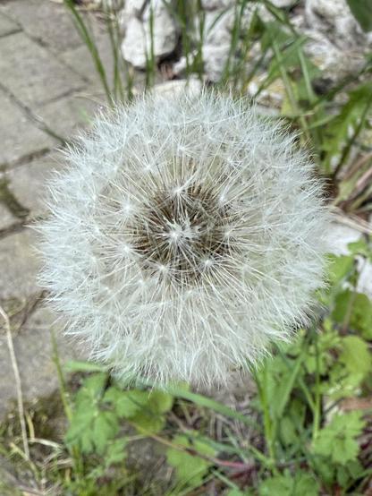 Löwenzahn bereit für den Abflug
Dandelion ready for takeoff