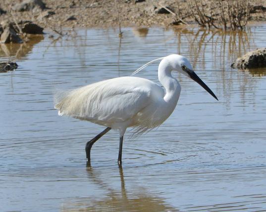 A photo of a little egret walking in shallow water.