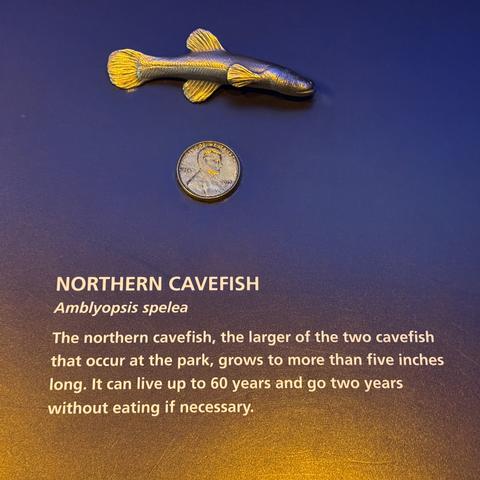 Northern Cavefish, Amblyopsis spelea. This is the larger of the two cave fish that occur at Mammoth, and it can grow to five inches long, live up to 60 years and even go two years without eating. The scale model above the penny shows more the average size, not the max 5 inches. There's a lack of eyes and it has fluffy looking fins.