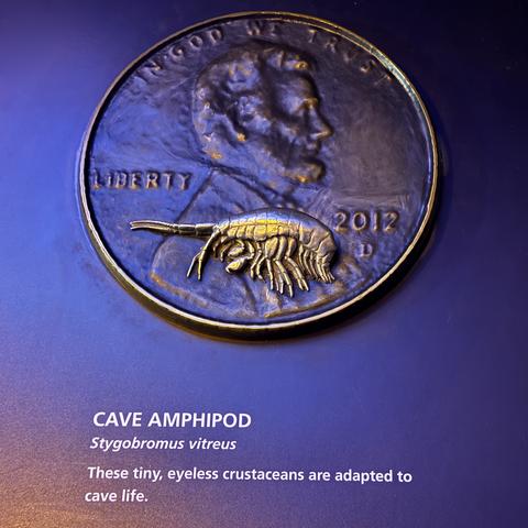 Cave Amphipod, specifically the species Stygobromus vitreus. They are tiny and eyeless crustaceans well adapted to cave life. The penny is very oversized, but still 3D. On it is the amphipod, which takes up about the size of Lincoln's body and that's it! Super leggy and segmented wee  thing