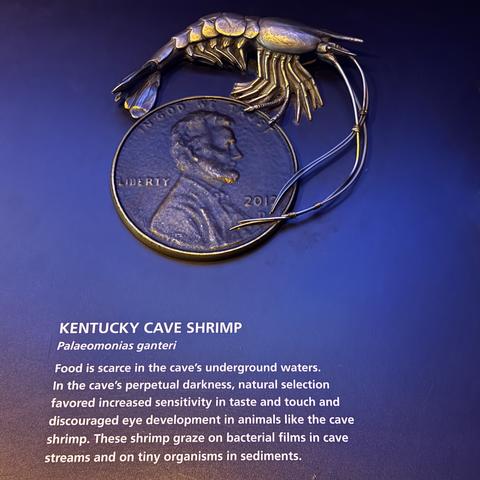 Kentucky Cave Shrimp, Palaeomonias ganteri. Food is scarce in the cave's underground waters. In the perpetual darkness, natural selection favored increased sensitivity in taste and touch and discouraged eye development in animals like this cave shrimp. They graze on bacterial films in the streams and on tiny organisms in sediments.

The scale model shows an enlarged penny (but not quite as big as with the amphipod) and the shrimp with its huge long antenae are around the edges of it. The shrimp is about the size of the penny, but the antenae are even longer than it is in body!