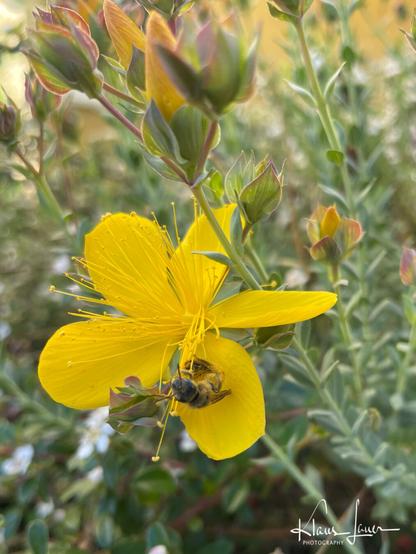 Das Foto zeigt eine Blüte des echten Johanniskrauts, in der sich eine Biene an Pollen und Nektar labt. Im Hintergrund sind mehrere Blütenknospen der Staude zu erkennen