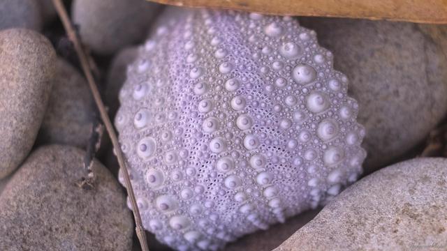 A close up of a partial urchin shell, laying amongst small stones and beach debris.  It's a pastel pink, with 3 rows of white nipples where the spines were, alternating with 2 rows of tiny holes in an intricate pattern.