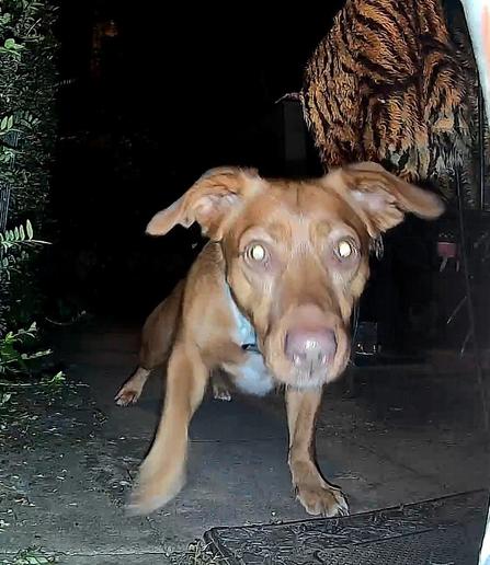 Kleiner brauner Hund schaut erschrocken in eine Kamera...