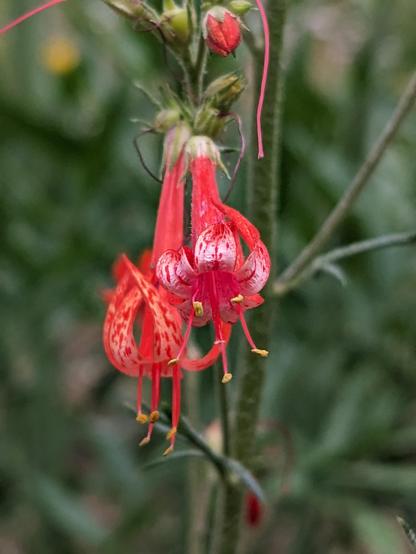 A closeup of the long red and pink dangling tubular flowers of a wildflower.
