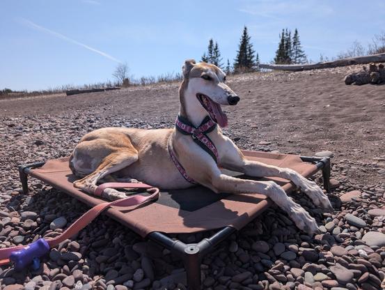 Fawn colored greyhound on a raised dog bed on a stone beach