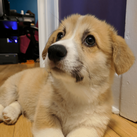 Floof as a puppy