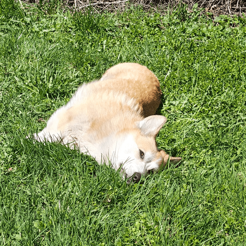 Floof laying on the grass he's allergic to