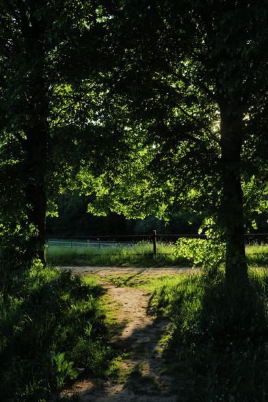 A digital color photo taken in the evening, showing a narrow dirt path winding through tall grass between two large trees onto a crossing path along a fenced area. The setting sun casts long shadows and creates a warm glow in the vibrant green leaves. In the background beyond the fence, a dark wooded area fades into the shade. (Photo by me, CC-BY-4.0)