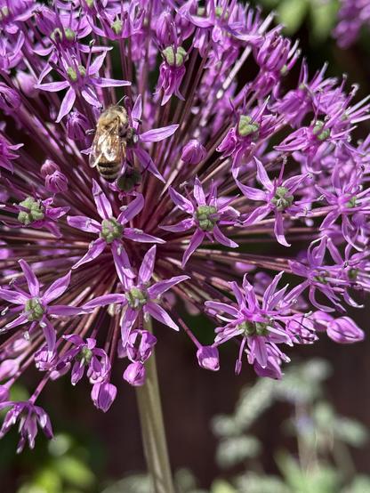 Violet-pink allium flowers in close-up. A bee is enjoying the flowers.