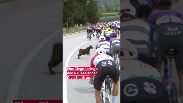 Giro d’Italia: von Ziege angesprungen 🐐 | SRF Sport