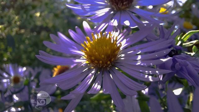 a macro photo by rayne of a field of lavender coneflowers dappled with sunlight. they have many thin petals like asters with bright yellow stamens in the center.