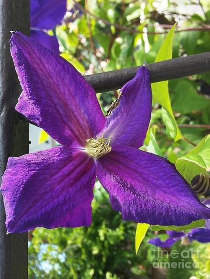 A vibrant purple clematis flower blooms against a backdrop of green leaves and metal fencing. Sunlight highlights the petal texture, creating a striking contrast.