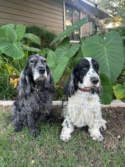Two English Cocker Spaniels, sitting outside, looking at the camera.