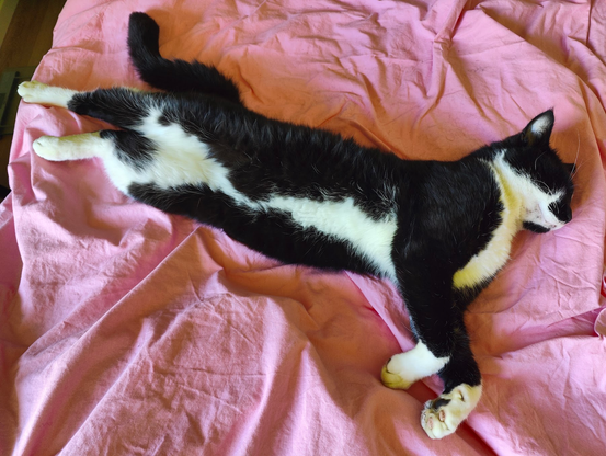 Gustav the cat, chilling on out bed.