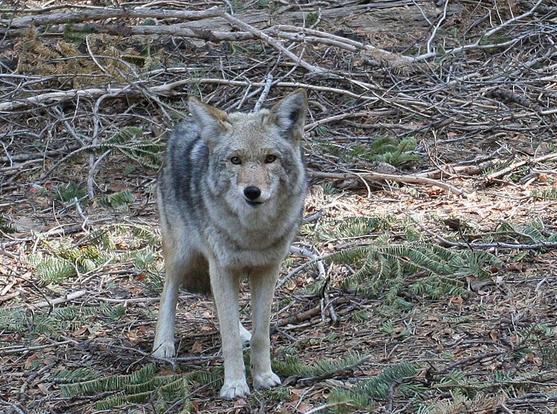 A healthy looking coyote looks towards the camera, wondering if the path to domestication is all so bad if the hoomanz gives us treats.