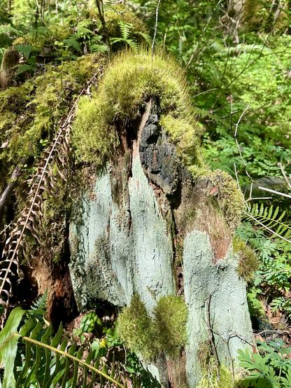 A very old tree stump, missing its bark yet still looking majestic, with a thick furry crown of moss on top. Its sides, resembling marble spires, are evenly painted in a pale green of fine lichen. Ferns and other vegetation surround it.