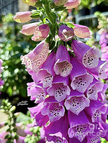 Pink and Purple Foxglove