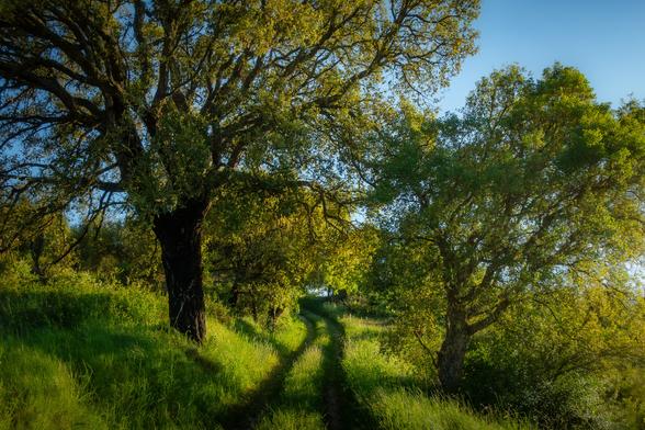 grass filled dirt road in Ribatejo Portugal  leading up a hill with cork oaks lining it towards the end of the day