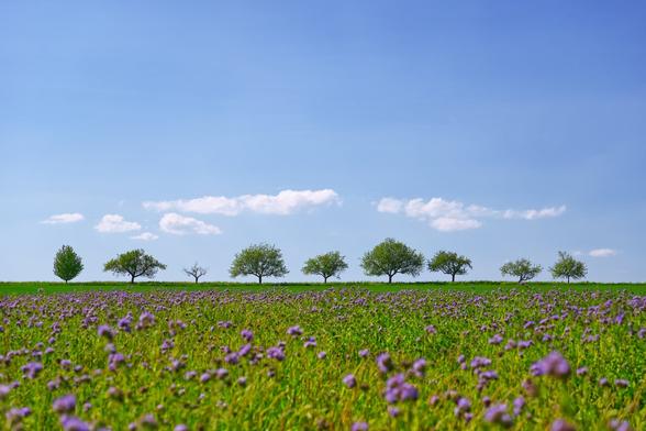 Color. Landscape format. A sunny, warm spring day during a hike in expansive nature. In the lower third a bright green meadow covered with purple flowers. Due to a low point of view and aperture 5.6 the flowers are slightly blurred. A meadow in the background with a horizontal separation to the blue sky forms the stage for 9 different trees. Behind and above the trees is a blue sky with a line of several long clouds just above the trees.