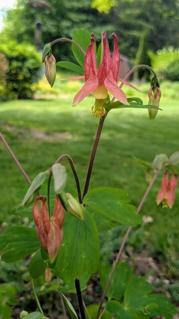 A red flower with yellow stamens protruding from the center hangs from a plant stem.