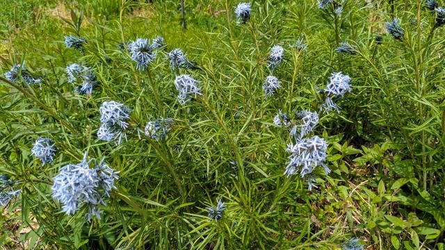 Clumps of small sky blue flowers hover over fernlike green foliage.