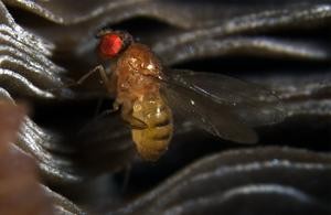 First chromosome that cheats in both sexes identified in fruit flies