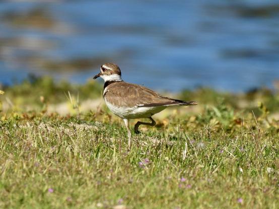 A bird perched on green grass, showcasing its feathers in a natural outdoor setting.