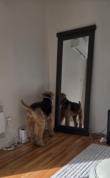 An Airdale in a living room, trying to look behind a full length mirror. From what I learned, she probablebly never saw herself that way.