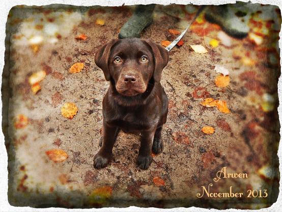 Alt text by ChatGPT:
A young chocolate Labrador Retriever puppy sits attentively on a damp, autumn-leaf-strewn ground, gazing directly at the camera with wide, expressive hazel eyes. The puppy’s dark brown coat is sleek and shiny, contrasting beautifully with the vivid fall foliage scattered around—orange, yellow, and red leaves creating a warm, seasonal backdrop. A light dusting of sand or dirt is visible on the puppy’s nose and forehead, adding a playful, candid touch. The pup is wearing a leash, with a person's green boots faintly visible in the upper background, suggesting a walk in a wooded area. The edges of the image are artistically faded with a textured vignette effect, giving it a vintage or scrapbook-style appearance. In the lower right corner, elegant golden script reads: “Arwen, November 2013,” marking the puppy’s name and the date the photo was taken.
